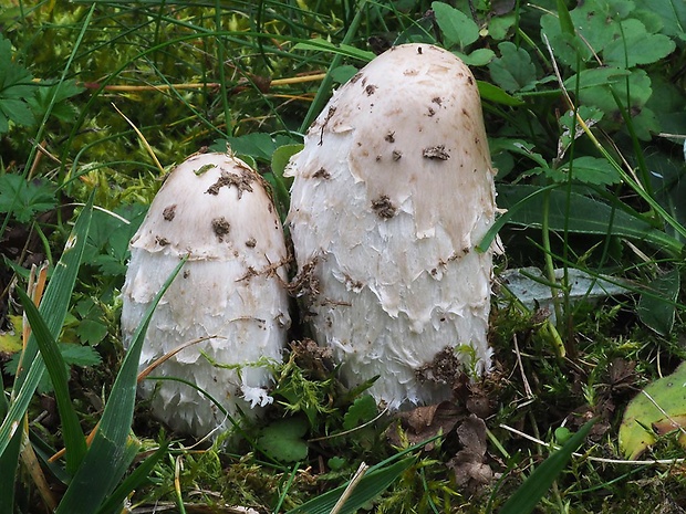 hnojník obyčajný Coprinus comatus (O.F. Müll.) Pers.