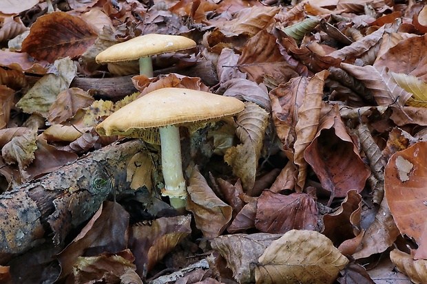 pavučinovec Cortinarius sp.