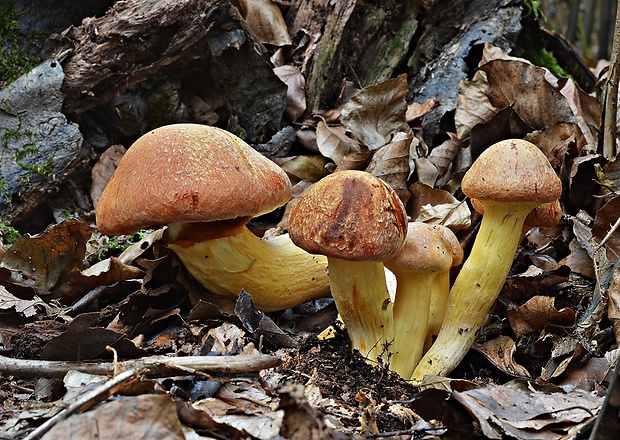 šupinovec nádherný Gymnopilus junonius (Fr.) P.D. Orton