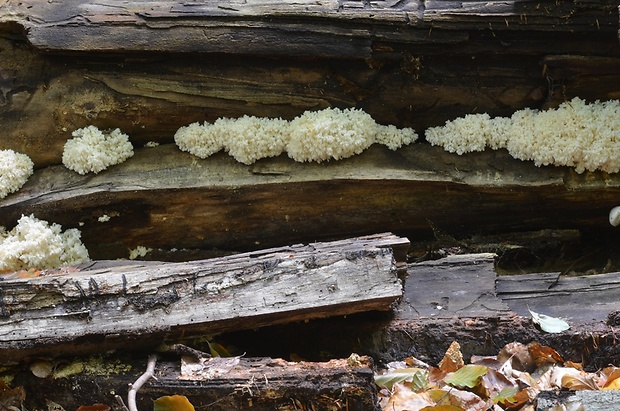 koralovec bukový Hericium coralloides (Scop.) Pers.