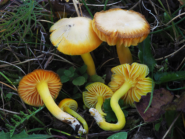 lúčnica vosková Hygrocybe ceracea (Wulfen) P. Kumm.