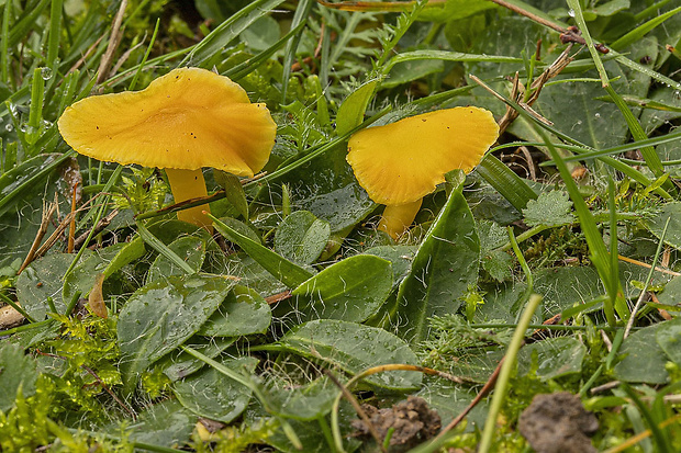 lúčnica Hygrocybe sp.