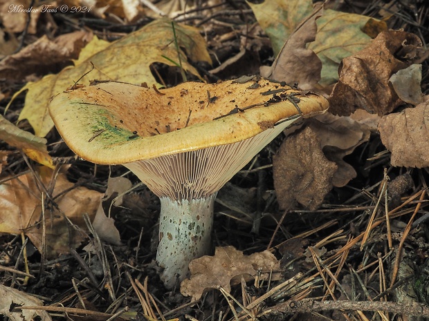 rýdzik oranžovokrvavý Lactarius semisanguifluus R. Heim & Leclair