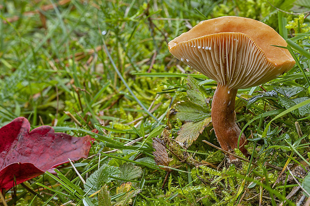 rýdzik Lactarius sp.