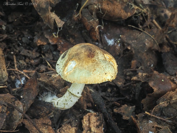 bedlička Grangeova Lepiota grangei (Eyre) Kühner