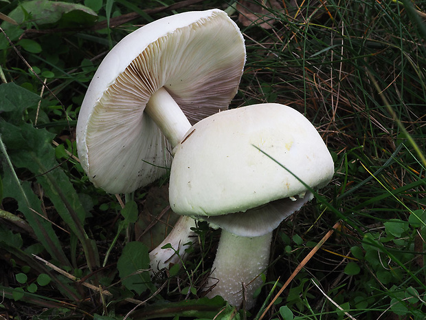 bedlica ružovolupeňová Leucoagaricus leucothites (Vittad.) Wasser