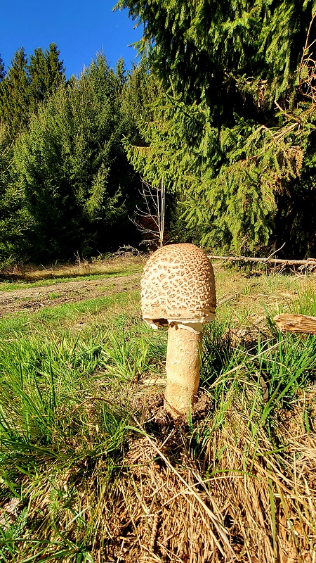 bedľa vysoká Macrolepiota procera (Scop.) Singer