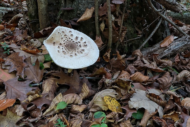 bedľa Macrolepiota sp.