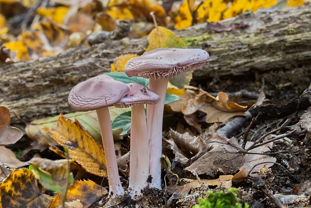 prilbička ružovkastá Mycena rosea Gramberg