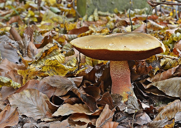 hríb zrnitohlúbikový odfarbený Neoboletus xanthopus (Quél.) Krieglst.