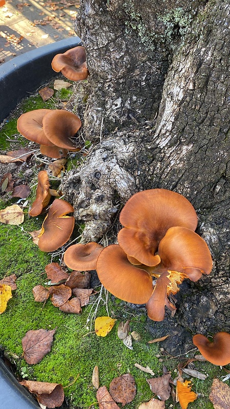 kališník hnedooranžový Omphalotus olearius (DC.) Singer