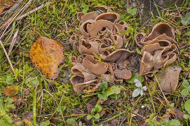 uško Otidea sp.