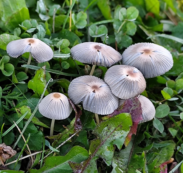 hnojník Parasola sp.