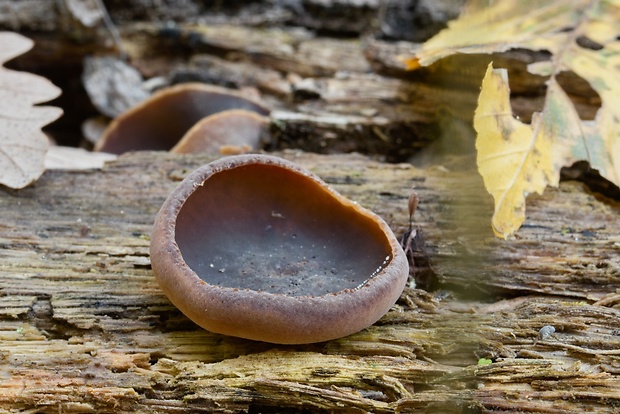 čiaška Peziza sp.