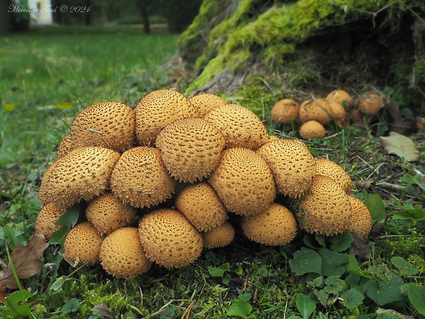 šupinovka šupinatá Pholiota squarrosa (Vahl) P. Kumm.