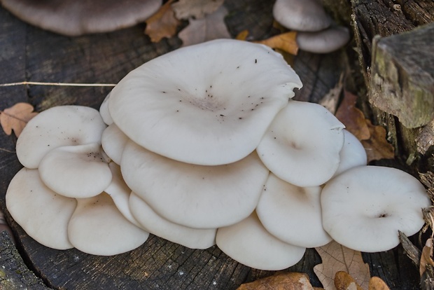 hliva lievikovitá Pleurotus cornucopiae (Paulet) Rolland