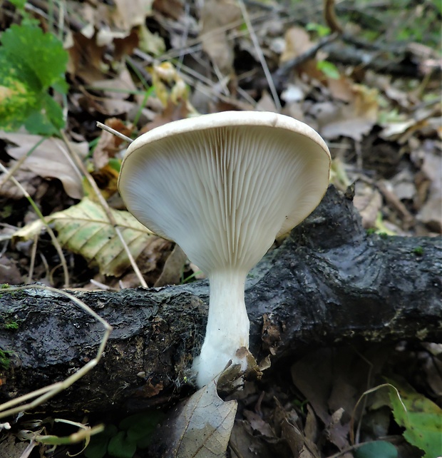 hliva dubová Pleurotus dryinus (Pers.) P. Kumm.