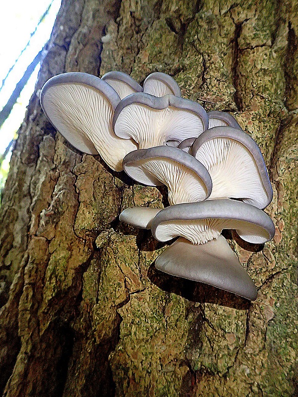 hliva ustricovitá Pleurotus ostreatus (Jacq.) P. Kumm.