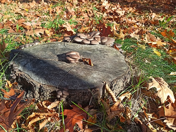 hliva ustricovitá Pleurotus ostreatus (Jacq.) P. Kumm.