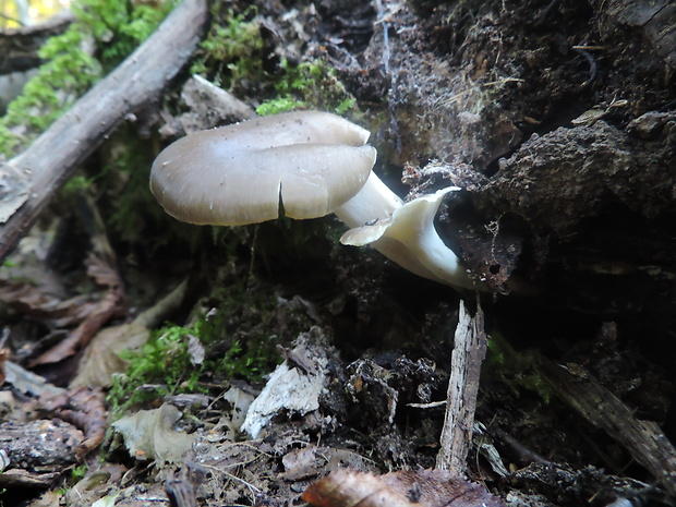 trúdnik Polyporus sp.