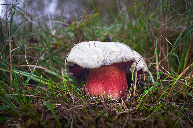 hríb satanský Rubroboletus satanas f. satanas (Lenz) Kuan Zhao & Zhu L. Yang