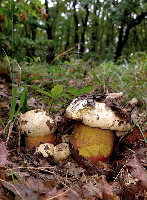 hríb satanský Rubroboletus satanas f. satanas (Lenz) Kuan Zhao & Zhu L. Yang