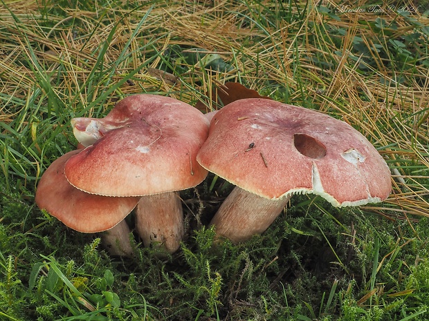 plávka krvavá Russula sanguinaria (Schumach.) Rauschert