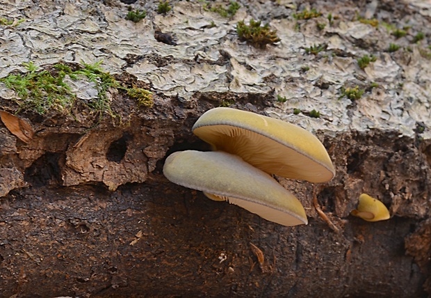 pňovka neskorá Sarcomyxa serotina (Pers.) P. Karst.