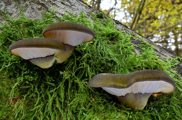 pňovka neskorá Sarcomyxa serotina (Pers.) P. Karst.