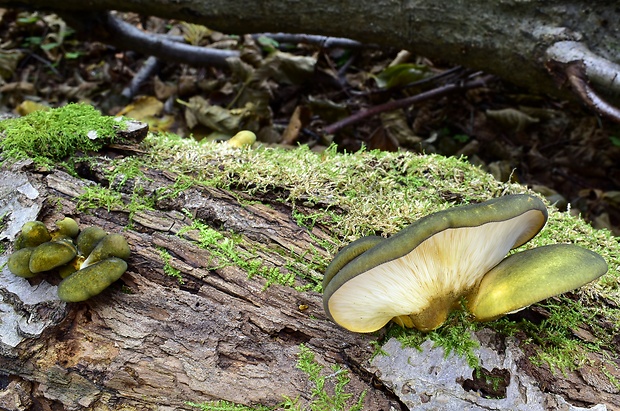 pňovka neskorá Sarcomyxa serotina (Pers.) P. Karst.