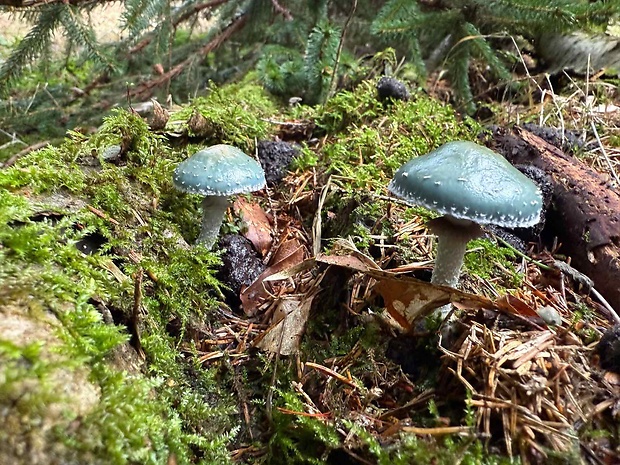 golierovka zelenkastá Stropharia aeruginosa (Curtis) Quél.