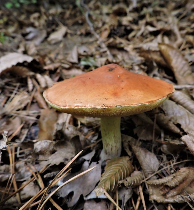 masliak zrnitý Suillus granulatus (L.) Roussel