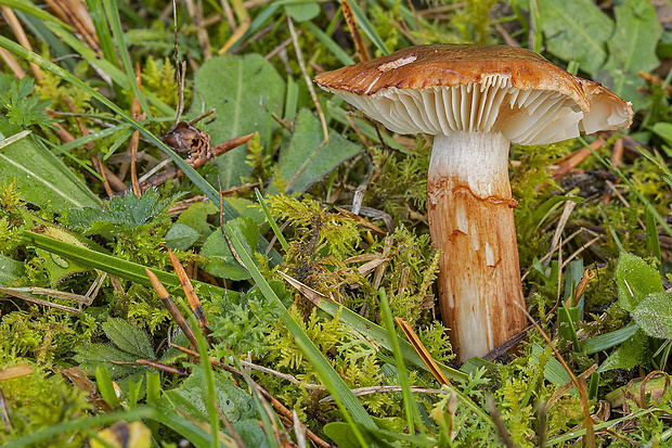 čírovka slizká Tricholoma ustaloides Romagn.