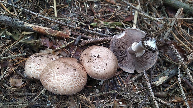 pečiarka lesná Agaricus sylvaticus Schaeff.