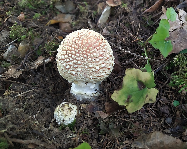 muchotrávka červená Amanita muscaria (L.) Lam.