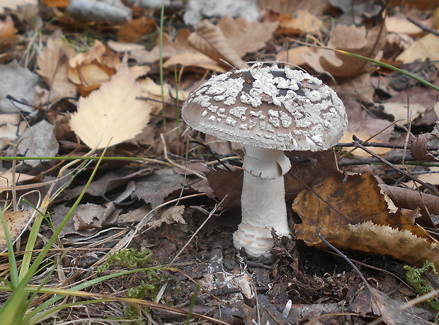 muchotrávka tigrovaná Amanita pantherina (DC.) Krombh.