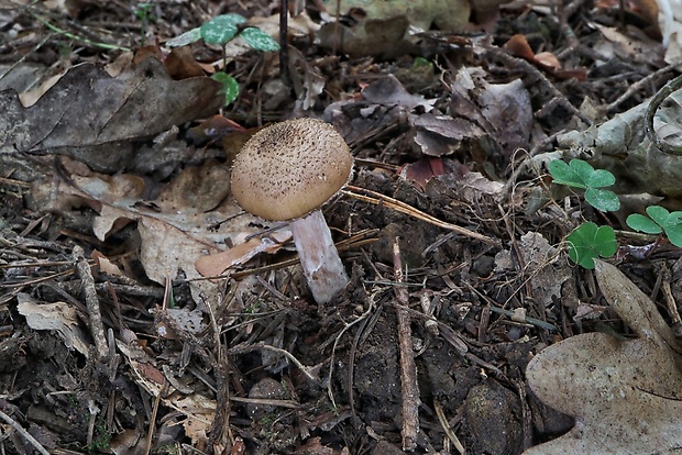 podpňovka Armillaria sp.