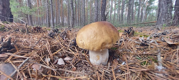 hríb smrekový Boletus edulis Bull.