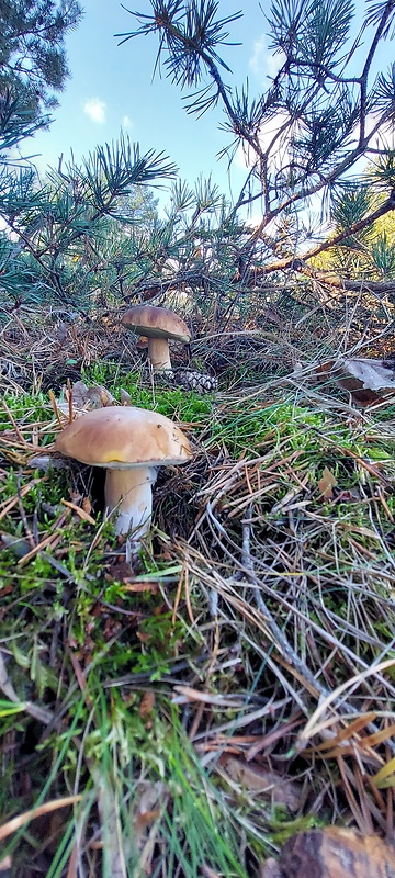 hríb smrekový Boletus edulis Bull.