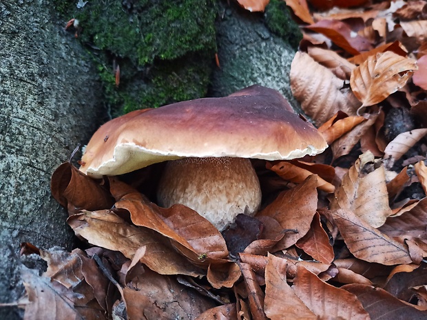 hríb smrekový Boletus edulis Bull.