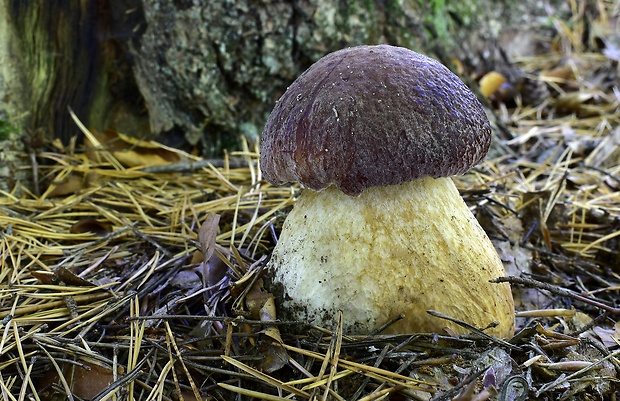 hríb sosnový Boletus pinophilus Pil. et Dermek in Pil.