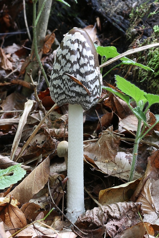 hnojník strakatý Coprinopsis picacea (Bull.) Redhead, Vilgalys & Moncalvo