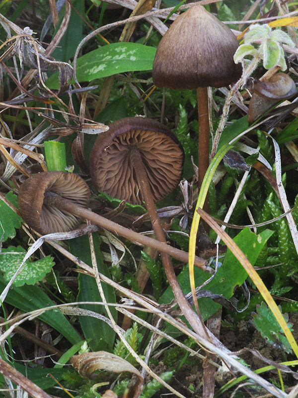 hodvábnica Entoloma cf. papillatum