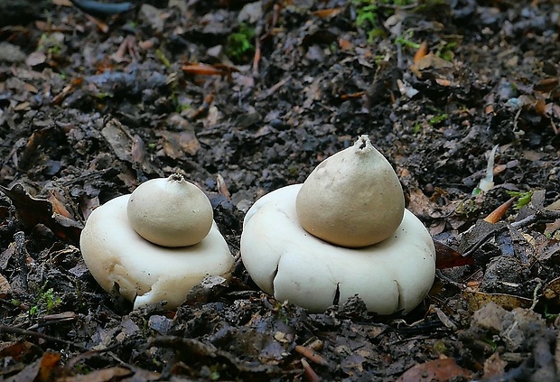 hviezdovka strapkatá  ??? Geastrum fimbriatum Fr.