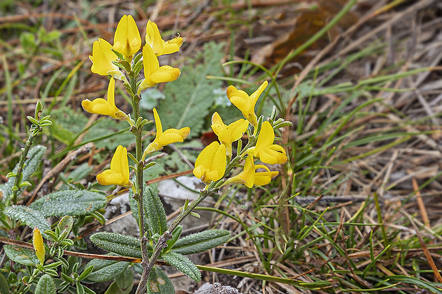 kručinka chlpatá Genista pilosa L.