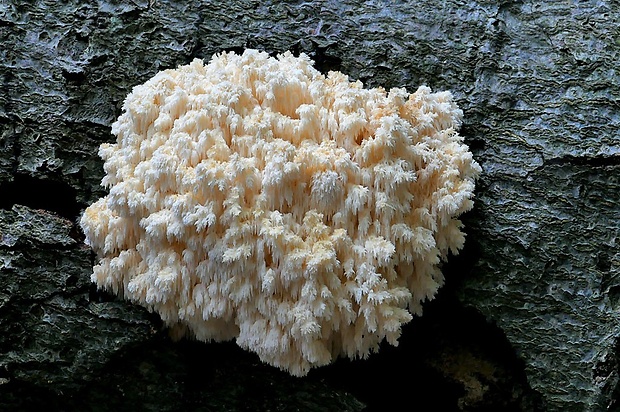 koralovec bukový Hericium coralloides (Scop.) Pers.