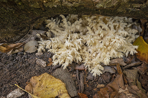 koralovec bukový Hericium coralloides (Scop.) Pers.