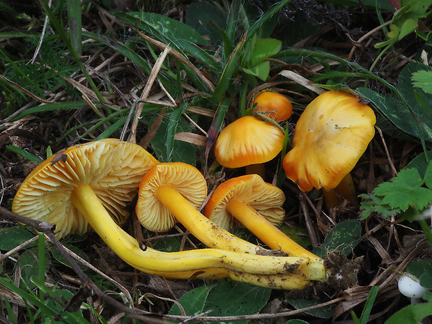 lúčnica citrónovožltá Hygrocybe chlorophana (Fr.) Wünsche