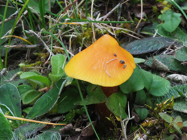 lúčnica Hygrocybe sp.