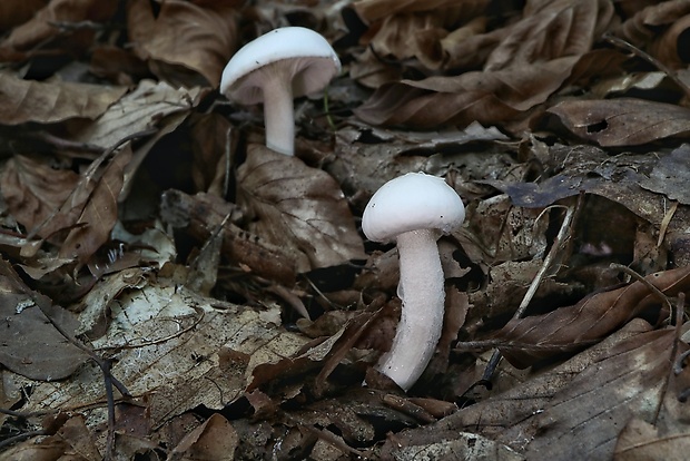 šťavnačka slonovinová Hygrophorus eburneus (Bull.) Fr.